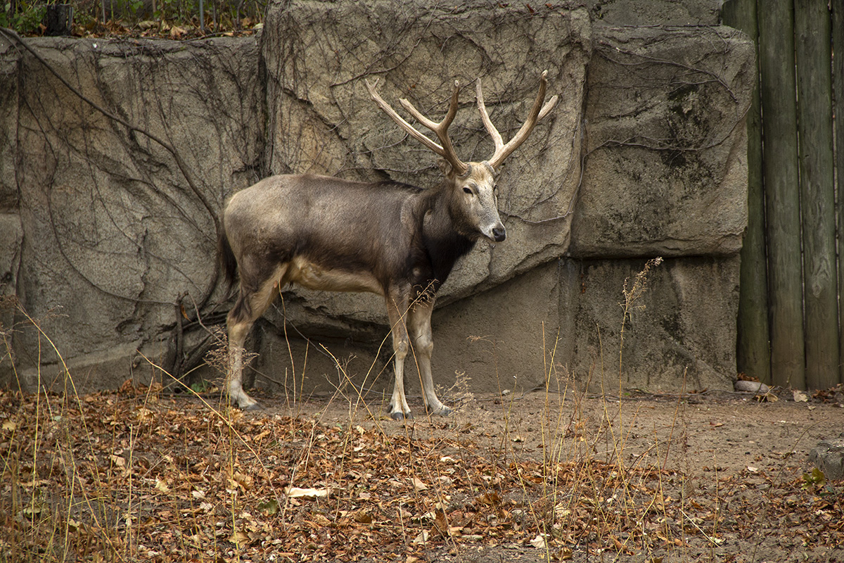 2021-12-21-rudolph-1.jpg